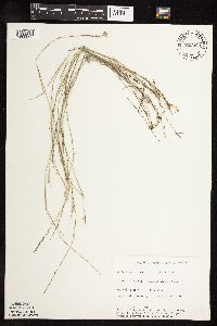 Muhlenbergia richardsonis image