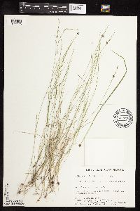 Muhlenbergia richardsonis image