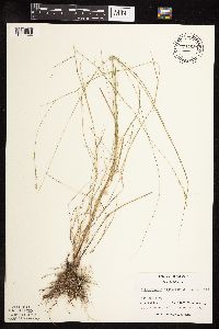Muhlenbergia richardsonis image