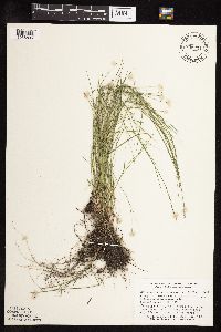 Muhlenbergia richardsonis image