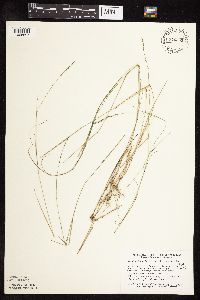 Muhlenbergia richardsonis image