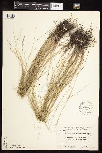 Muhlenbergia richardsonis image