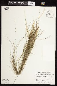 Muhlenbergia richardsonis image