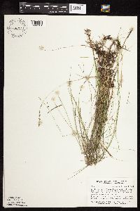 Muhlenbergia richardsonis image