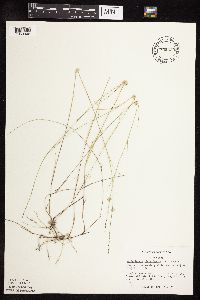 Muhlenbergia richardsonis image
