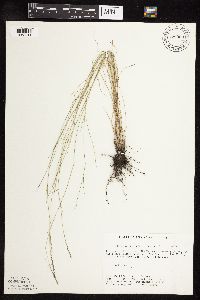 Muhlenbergia richardsonis image