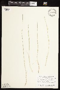 Muhlenbergia richardsonis image
