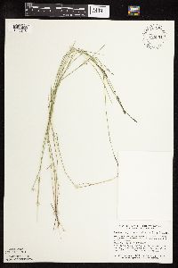 Muhlenbergia richardsonis image