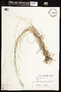 Muhlenbergia richardsonis image