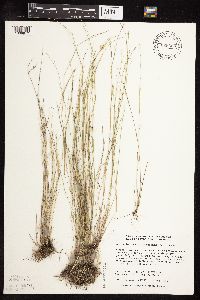 Muhlenbergia richardsonis image