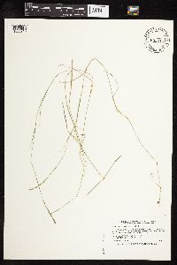 Muhlenbergia richardsonis image
