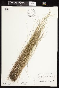 Muhlenbergia richardsonis image