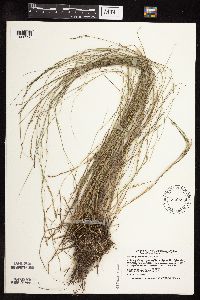 Muhlenbergia richardsonis image