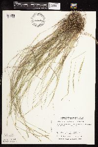 Muhlenbergia richardsonis image