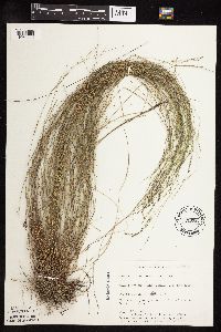 Muhlenbergia richardsonis image