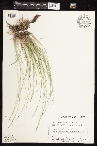 Muhlenbergia richardsonis image