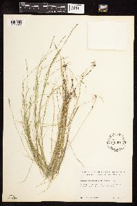 Muhlenbergia richardsonis image