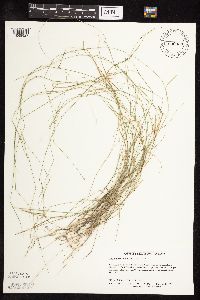 Muhlenbergia richardsonis image