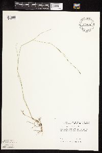 Muhlenbergia richardsonis image