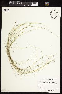 Muhlenbergia richardsonis image