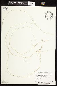 Muhlenbergia richardsonis image