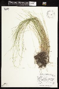 Muhlenbergia richardsonis image