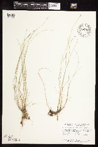 Muhlenbergia richardsonis image