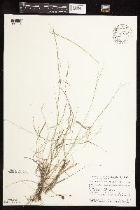 Muhlenbergia richardsonis image
