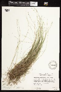 Muhlenbergia richardsonis image