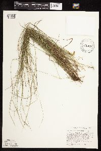 Muhlenbergia richardsonis image
