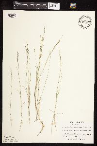 Muhlenbergia richardsonis image