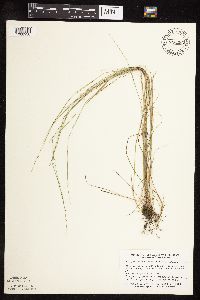 Muhlenbergia richardsonis image