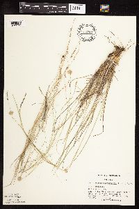 Muhlenbergia richardsonis image