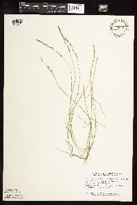 Muhlenbergia richardsonis image