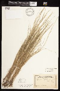Muhlenbergia richardsonis image