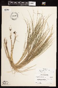 Muhlenbergia richardsonis image