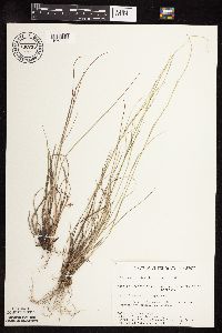 Muhlenbergia richardsonis image