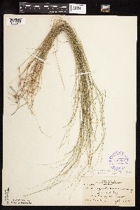 Muhlenbergia richardsonis image