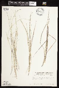 Muhlenbergia richardsonis image