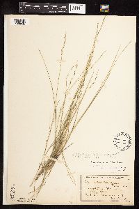 Muhlenbergia richardsonis image