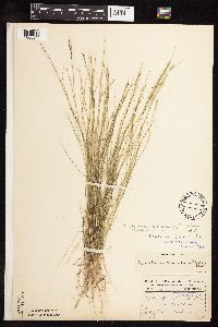 Muhlenbergia richardsonis image