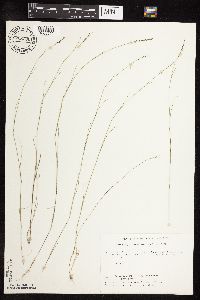 Muhlenbergia richardsonis image