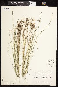 Muhlenbergia richardsonis image