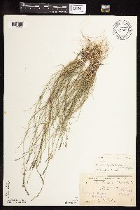 Muhlenbergia richardsonis image
