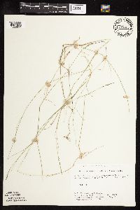 Muhlenbergia richardsonis image