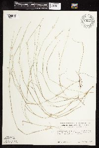 Muhlenbergia richardsonis image