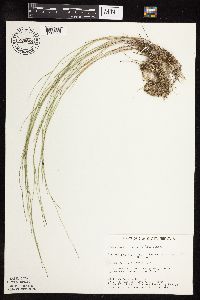 Muhlenbergia richardsonis image