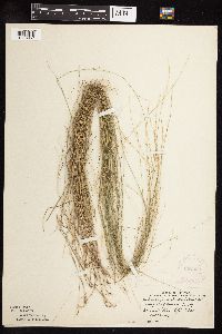 Muhlenbergia richardsonis image
