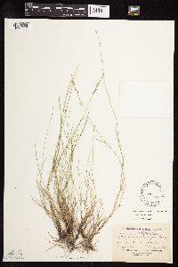 Muhlenbergia richardsonis image