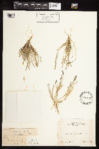 Muhlenbergia richardsonis image